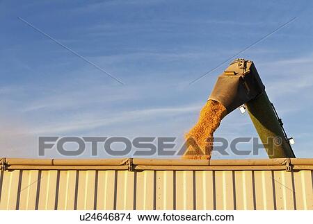 Picture - Combine harvester harvesting corn. Fotosearch