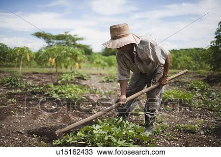 Cuba, Las Tunas, Farmer digging in field View Large Photo Image Stock Image - Cuba, Las Tunas, Farmer digging in field. Fotosearch