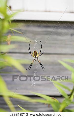 Garden spider on web View Large Photo Image Stock Image - Garden spider on web. Fotosearch