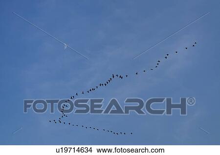 Picture - Geese in formation against moon. Fotosearch