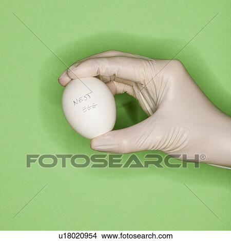 Hand in surgical glove holding egg View Large Photo Image Picture - Hand in surgical glove holding egg. Fotosearch