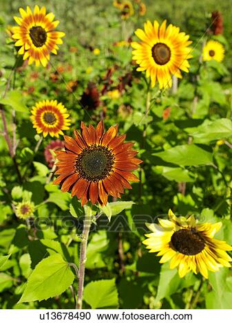 Stock Image - High angle view of flowers. Fotosearch
