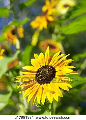 Picture - High angle view of yellow flower. Fotosearch