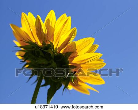 Low angle view of sunflower View Large Photo Image Stock Image - Low angle view of sunflower. Fotosearch