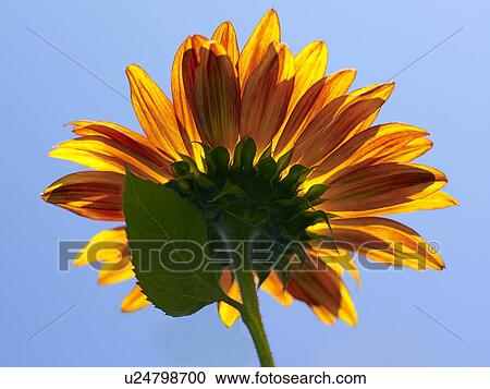Low angle view of sunflower View Large Photo Image Stock Image - Low angle view of sunflower. Fotosearch