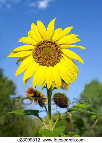 Low angle view of sunflower View Large Photo Image Stock Image - Low angle view of sunflower. Fotosearch