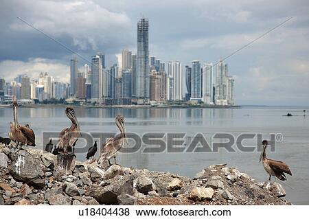 Panama, Panama City, Pelicans on coastline, skyline in background View Large Photo Image Stock Photo - Panama, Panama City, Pelicans on coastline, skyline in background. Fotosearch