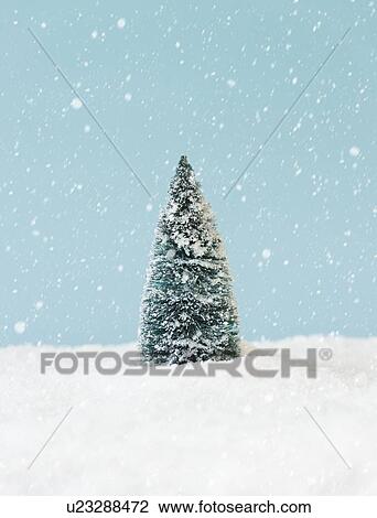 Stock Image - Pine tree covering by snow, studio shot. Fotosearch