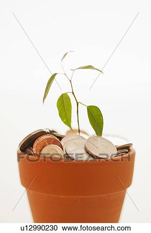 Seedling growing in pot of coins View Large Photo Image Stock Image - Seedling growing in pot of coins. Fotosearch