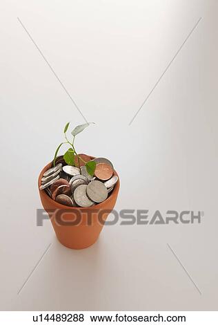 Stock Photo - Seedling growing in pot of coins. Fotosearch