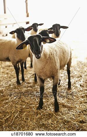 Sheep in barn View Large Photo Image Stock Image - Sheep in barn. Fotosearch