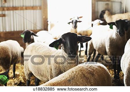 Stock Photography - Sheep in barn. Fotosearch
