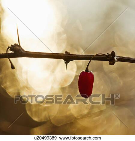 Single chili pepper on twig View Large Photo Image Stock Photo - Single chili pepper on twig. Fotosearch