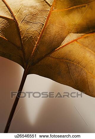 Stock Image - Studio close-up of autumn leaf. Fotosearch