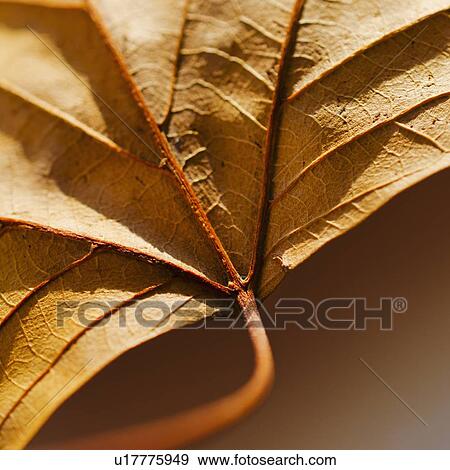 Stock Photo - Studio close-up of autumn leaf. Fotosearch