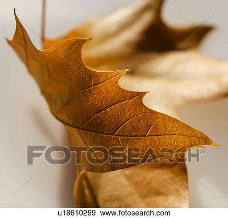Studio close-up of autumn leaf View Large Photo Image Stock Photo - Studio close-up of autumn leaf. Fotosearch