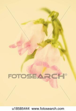 Picture - Studio close-up of camanella. Fotosearch