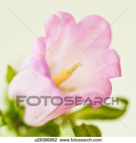 Studio close-up of camanella View Large Photo Image Stock Image - Studio close-up of camanella. Fotosearch