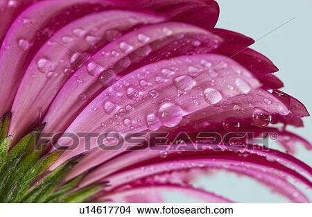 Picture - Studio close-up of gerbera daisy. Fotosearch