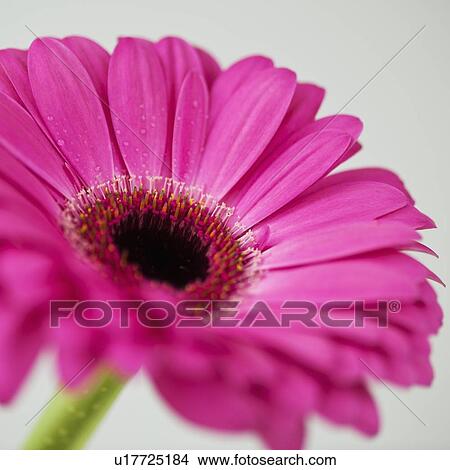 Studio close-up of gerbera daisy View Large Photo Image Picture - Studio close-up of gerbera daisy. Fotosearch