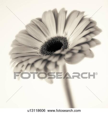Stock Photograph - Studio close-up of gerbera daisy. Fotosearch