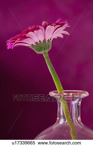 Studio close-up of gerbera daisy View Large Photo Image Stock Photography - Studio close-up of gerbera daisy. Fotosearch