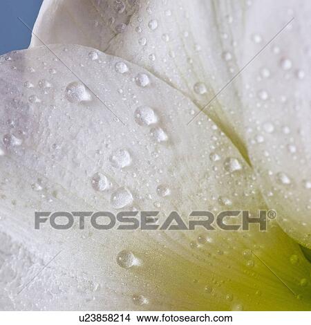 Picture - Studio close-up of green amaryllis. Fotosearch
