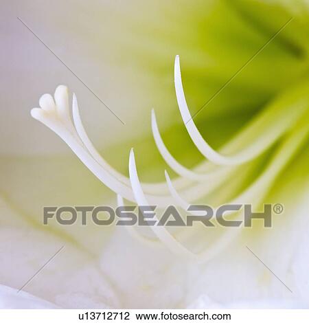 Studio close-up of green amaryllis View Large Photo Image Stock Image - Studio close-up of green amaryllis. Fotosearch