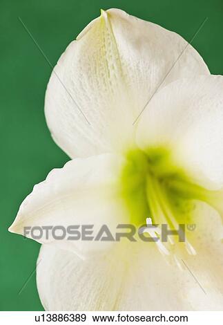 Stock Photo - Studio close-up of green amaryllis. Fotosearch
