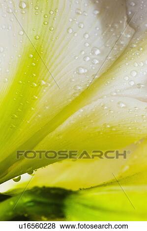 Stock Photo - Studio close-up of green amaryllis. Fotosearch