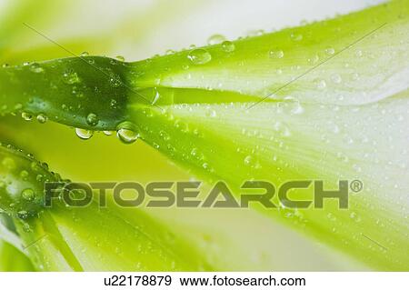 Stock Photo - Studio close-up of green amaryllis. Fotosearch