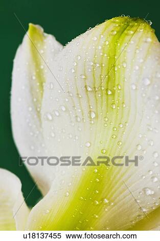 Studio close-up of green amaryllis View Large Photo Image Stock Photography - Studio close-up of green amaryllis. Fotosearch