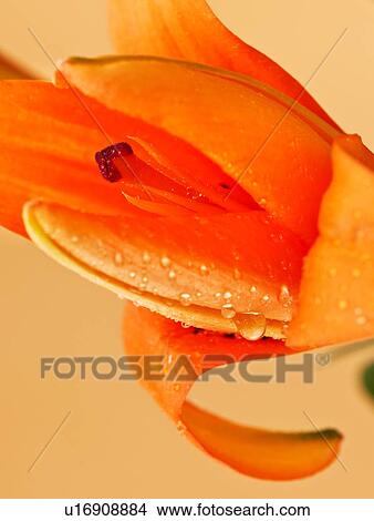 Studio close-up of tiger lily View Large Photo Image Picture - Studio close-up of tiger lily. Fotosearch
