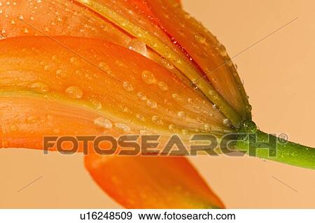 Stock Photo - Studio close-up of tiger lily. Fotosearch