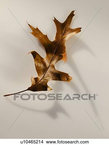 Picture - Studio shot of autumn leaf. Fotosearch
