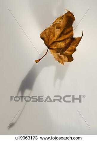 Stock Image - Studio shot of autumn leaf. Fotosearch