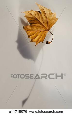 Stock Photograph - Studio shot of autumn leaf. Fotosearch