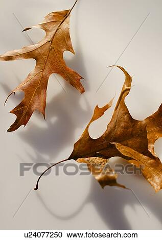 Stock Image - Studio shot of autumn leaves. Fotosearch