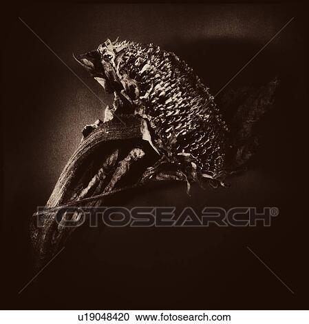 Stock Image - Studio shot of dried flower. Fotosearch
