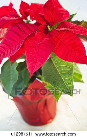 Studio Shot of Poinsettia View Large Photo Image Stock Image - Studio Shot of Poinsettia. Fotosearch