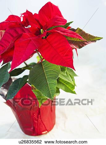 Studio Shot of Poinsettia View Large Photo Image Stock Image - Studio Shot of Poinsettia. Fotosearch