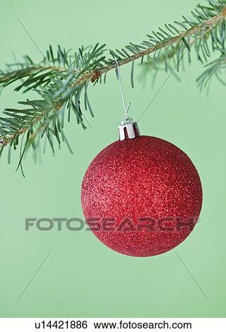 Studio shot of red Christmas ornament hanging on Christmas tree View Large Photo Image Stock Photograph - Studio shot of red Christmas ornament hanging on Christmas tree. Fotosearch