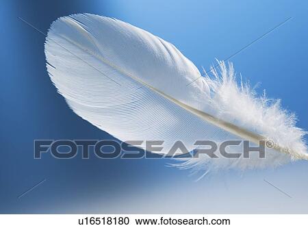 Studio shot of white feather on blue background View Large Photo Image Stock Image - Studio shot of white feather on blue background. Fotosearch