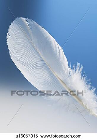 Stock Photography - Studio shot of white feather on blue background. Fotosearch