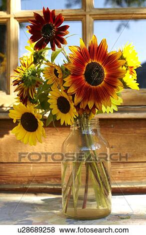 Stock Photo - Sunflowers in jar. Fotosearch