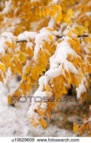 Stock Photo - Twigs with yellow leaves covered by snow. Fotosearch