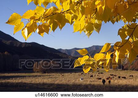 Stock Image - USA, Colorado, Autumn landscape with pasture in background. Fotosearch