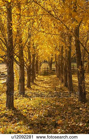 USA, Colorado, Autumn tree lined footpath View Large Photo Image Stock Image - USA, Colorado, Autumn tree lined footpath. Fotosearch