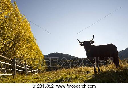 USA, Colorado, Cow on pasture View Large Photo Image Stock Image - USA, Colorado, Cow on pasture. Fotosearch