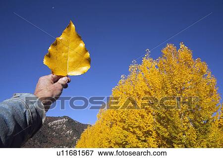 Stock Photo - USA, Colorado, Hand holding yellow leaf against blue sky. Fotosearch